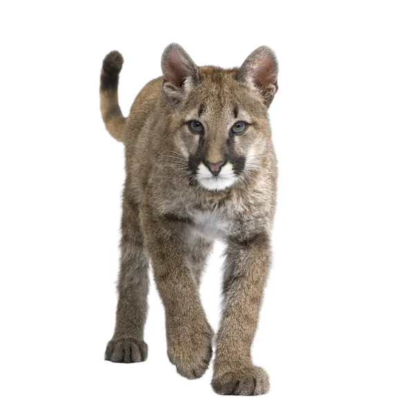 Puma cub - пума concolor (месяц) ) — стоковое фото