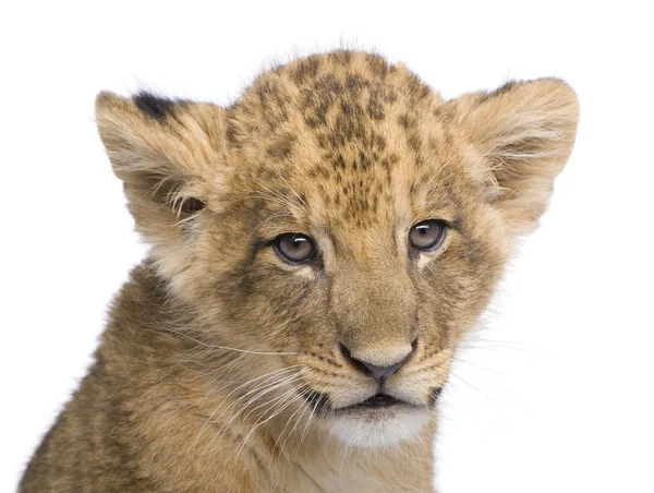 Lion Cub (7 weeks) in front of a white background — Stock Photo, Image