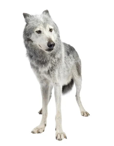 Mackenzie Valley Wolf (8 años) - Canis lupus occidentalis — Foto de Stock