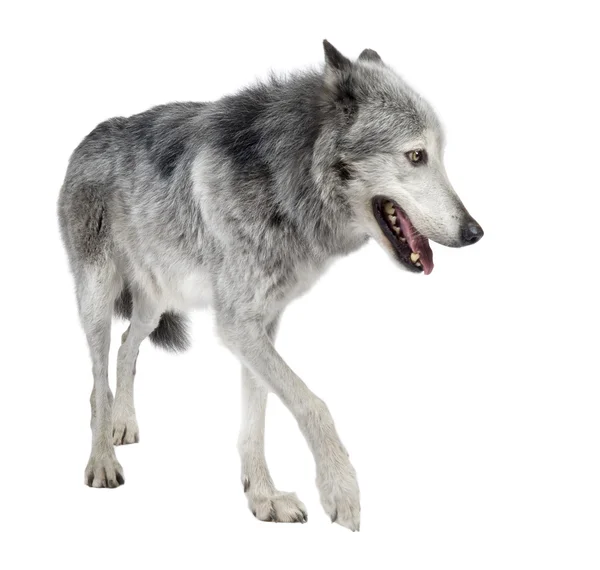Mackenzie Valley Wolf (8 år) - Canis lupus occidentalis — Stockfoto