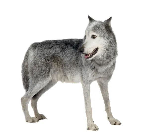 Mackenzie Valley Wolf (8 anni) - Canis lupus occidentalis — Foto Stock