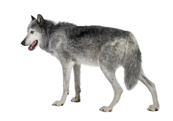 Mackenzie Vadisi kurt (8 yıl) - Canis lupus occidentalis — Stok fotoğraf