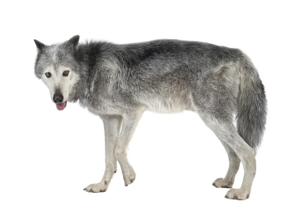 Mackenzie Valley Wolf (8 years) - Canis lupus occidentalis — Stock Photo, Image