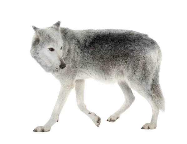 Mackenzie Valley Wolf (8 лет) - Canis lupus occidentalis — стоковое фото