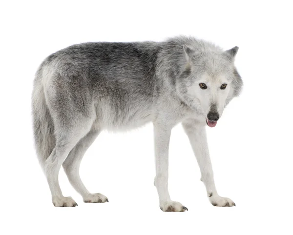 Loups blanc 8 ans enzie Mc — Fotografia de Stock