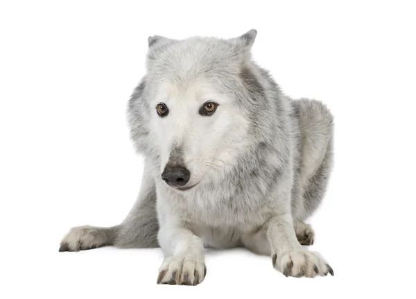 Loup de la vallée du Mackenzie (8 ans) - Canis lupus occidentalis — Photo
