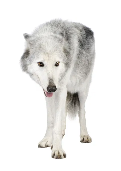 Loups blanc 8 ans Mc. — стоковое фото
