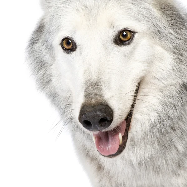 マッケンジー バレー オオカミ (8 歳) - Canis lupus ミカンキイロアザミウマ — ストック写真