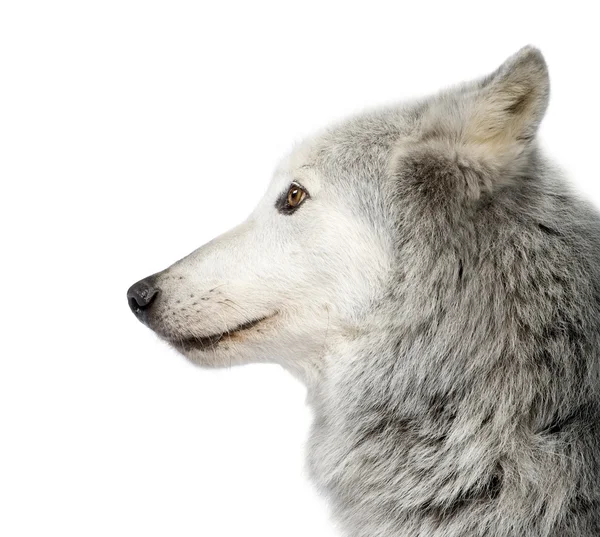 Mackenzie Valley Wolf (8 jaar) - Canis lupus occidentalis — Stockfoto
