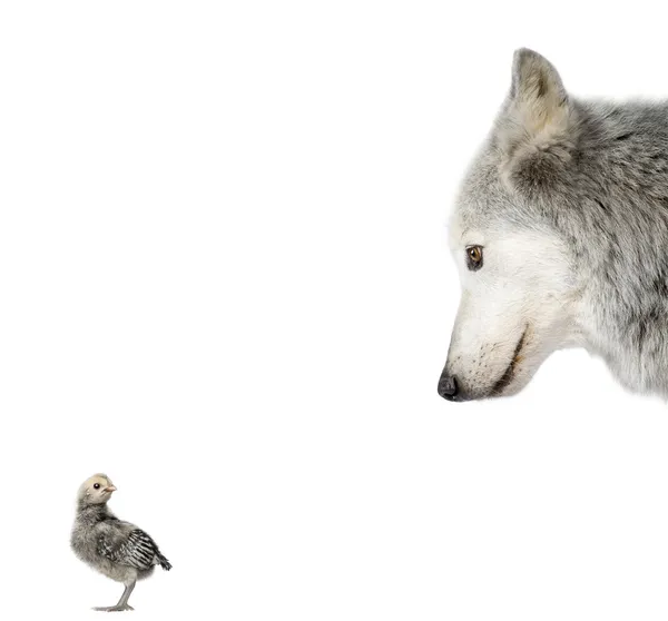 Mackenzie Valley Wolf schaut ein Küken vor weißem Backg an — Stockfoto