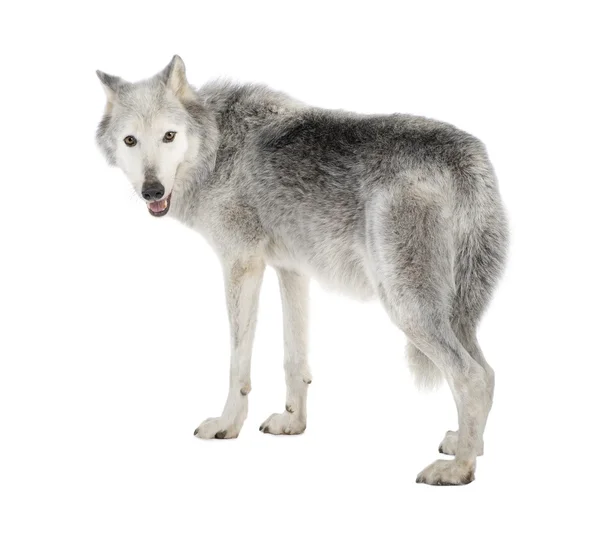 Lobo do Vale de Mackenzie (8 anos) - Canis lupus occidentalis — Fotografia de Stock