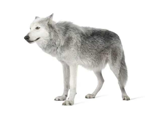 MacKenzie údolí vlk (8 let) - Canis lupus occidentalis — Stock fotografie