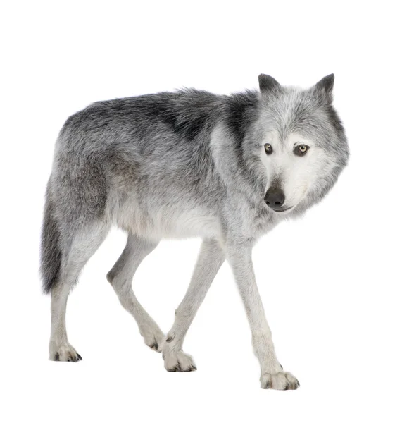 マッケンジー バレー オオカミ (8 歳) - Canis lupus ミカンキイロアザミウマ — ストック写真