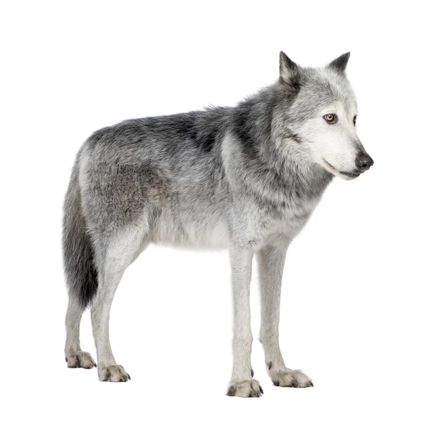 Mackenzie Valley Wolf (8 años) - Canis lupus occidentalis —  Fotos de Stock
