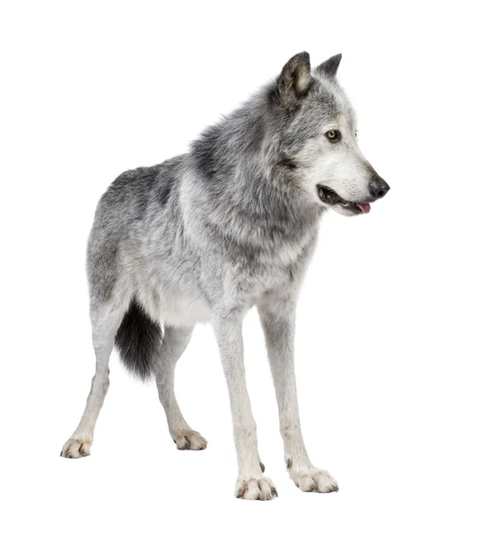Mackenzie-Talwolf (8 Jahre) - canis lupus occidentalis — Stockfoto