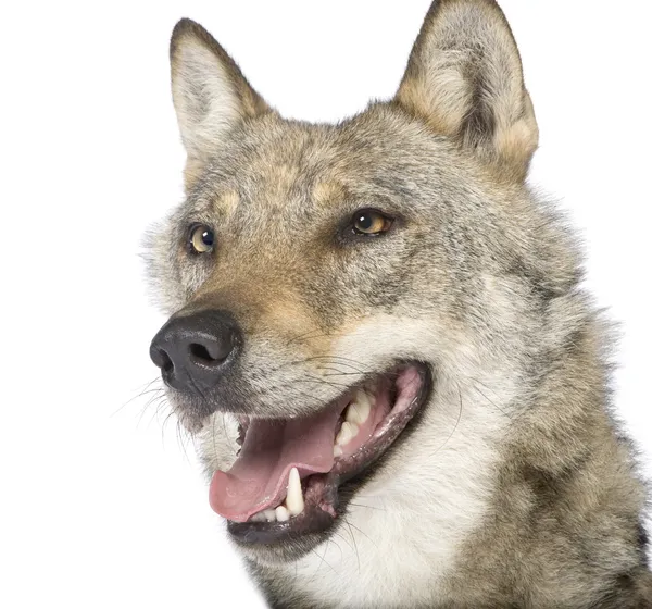 Close-up sobre um velho lobo europeu - Canis lupus lupus — Fotografia de Stock