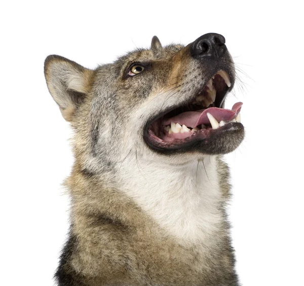Primo piano su un vecchio lupo europeo - Canis lupus lupus — Foto Stock