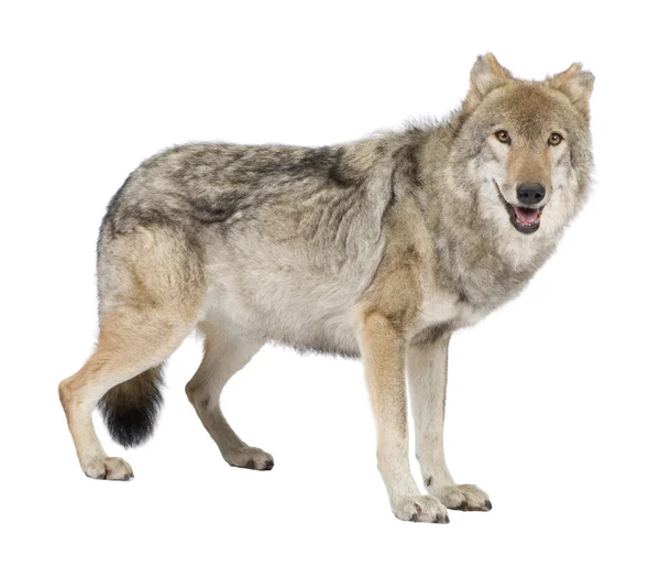 Старый европейский волк - волчанка волчанка — стоковое фото