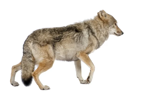Velho lobo europeu - Canis lupus lupus — Fotografia de Stock