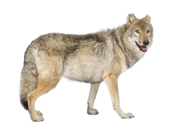 Vecchio lupo europeo - Canis lupus lupus — Foto Stock