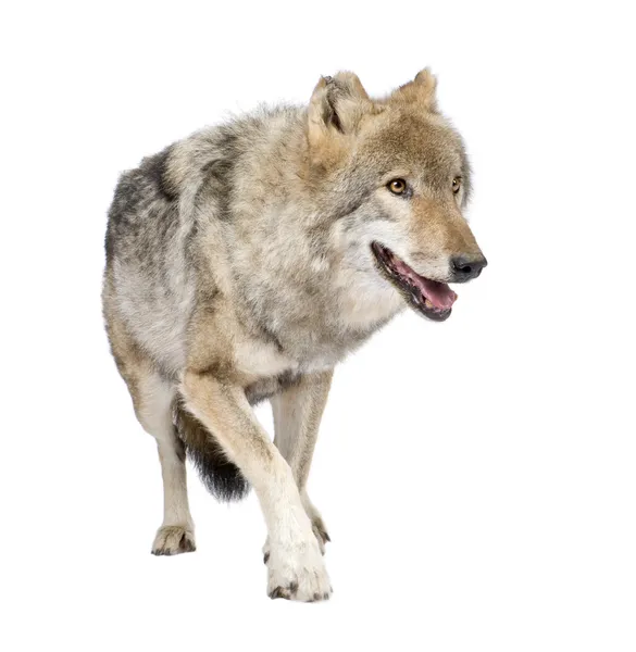 Loups roux européen — 图库照片