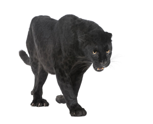 Black Leopard (6 years)