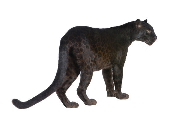 Black Leopard (6 years)