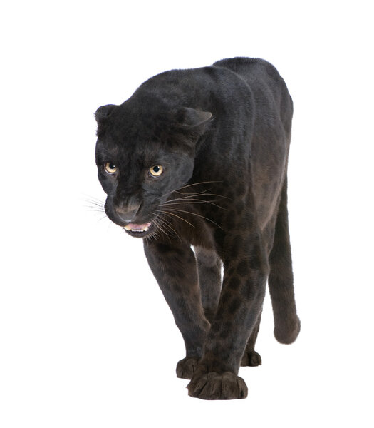 Black Leopard (6 years)