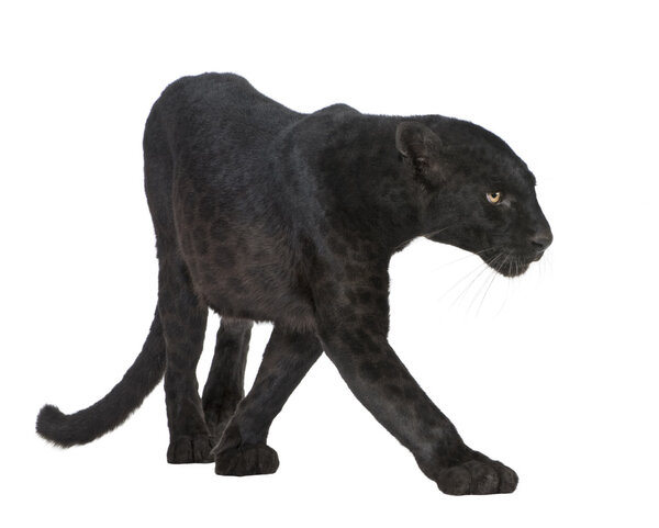 Black Leopard (6 years)