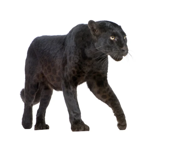 Чорний леопард (6-ти років) — стокове фото