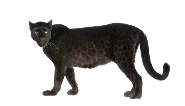 Black Leopard (6 years) — Stock Photo, Image