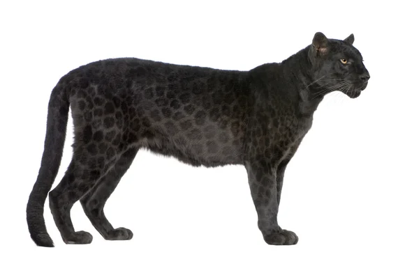Schwarzer Leopard (6 Jahre)) — Stockfoto