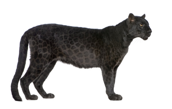 Black Leopard (6 лет)
)