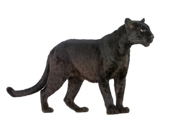 Black Leopard (6 лет) ) — стоковое фото