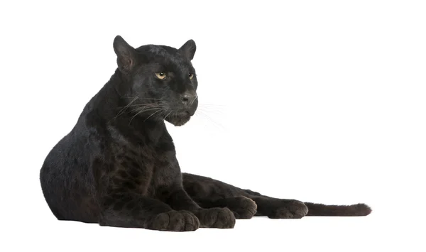 Leopardo Negro (6 años) ) —  Fotos de Stock
