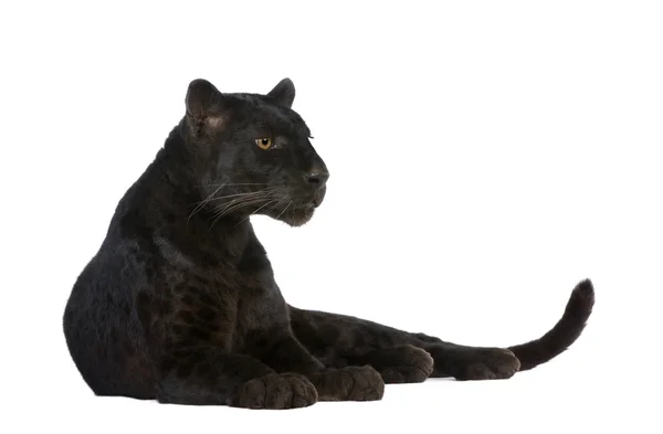 Black Leopard (6 years) — Stock Photo, Image