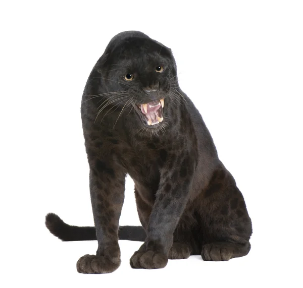 Schwarzer Leopard (6 Jahre)) — Stockfoto