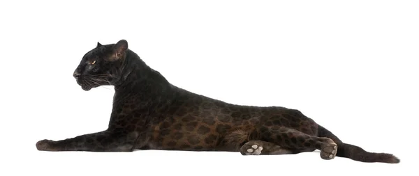 Svart Leopard (6 år) — Stockfoto