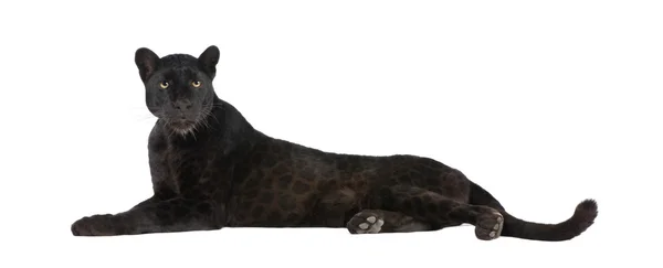 黑色豹 (6 年) — 图库照片