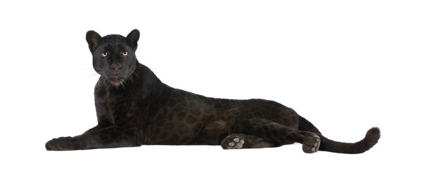 Black Leopard (6 лет)
)