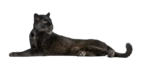 Leopardo Negro, 6 años, frente a un fondo blanco — Foto de Stock
