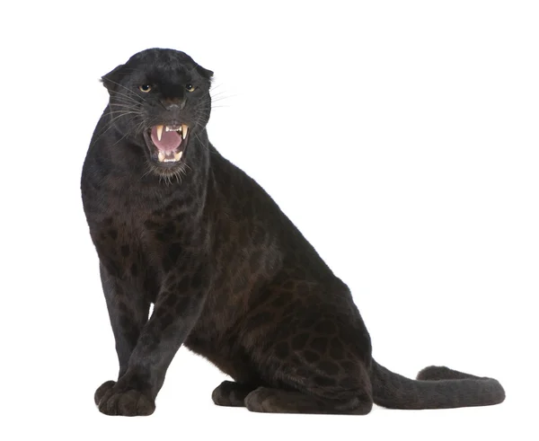 Siyah leopar (6 yıl) — Stok fotoğraf