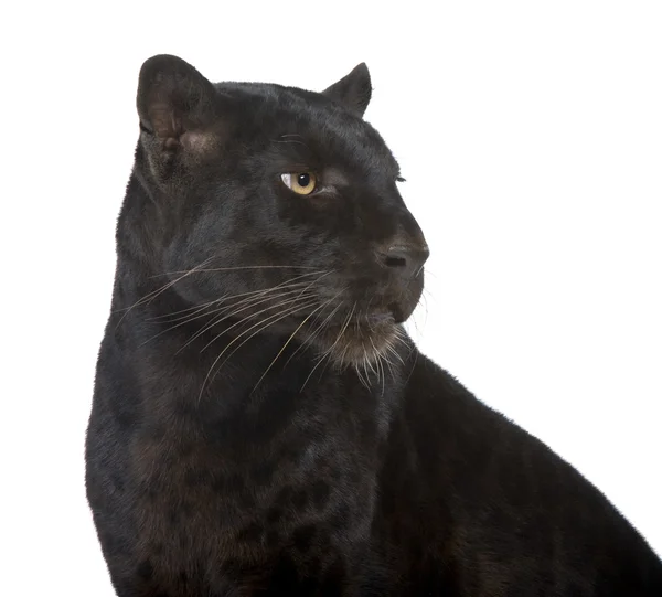 Siyah leopar (6 yıl) — Stok fotoğraf