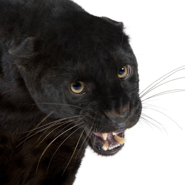 Black Leopard (6 years)