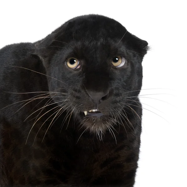 Leopardo negro (6 anos ) — Fotografia de Stock