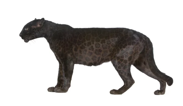 Μαύρο λεοπάρδαλη (6 έτη) — Φωτογραφία Αρχείου