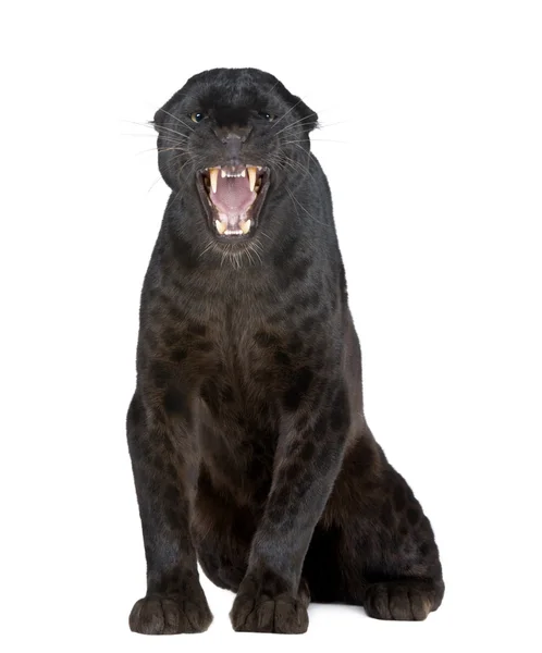 Black Leopard (6 jaar) — Stockfoto
