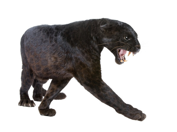 Black Leopard (6 years)