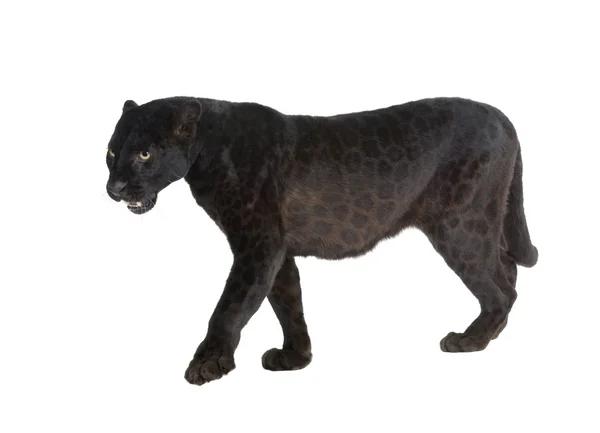 Leopardo Negro (6 años) ) — Foto de Stock