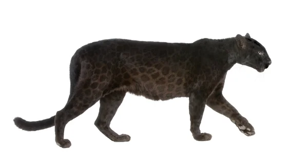 Leopardo nero (6 anni ) — Foto Stock
